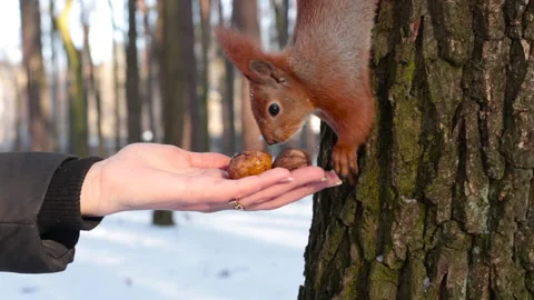Squirrel clinging to a tree takes a nut from hand Stock-Footage 147082163
