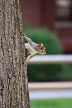 Squirrel Clings to Tree Stock Photos