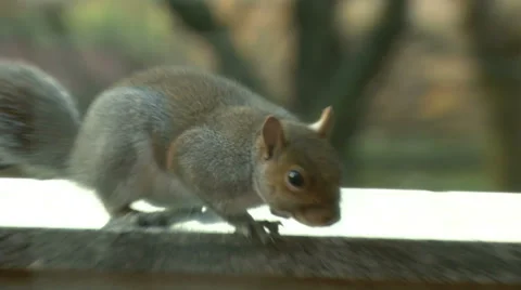 Squirrel close up 13 Stock Footage 36141489
