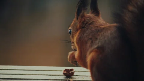 SQUIRREL CLOSE-UP ON APARMENT BALCONY CHEWING NUT SUMMERTIME 4K 50FPS Stock Footage 262989751