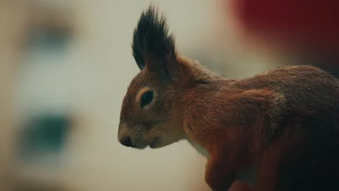 SQUIRREL CLOSE-UP ON APARMENT BALCONY SUMMERTIME 4K 50FPS Stock Footage 262988622
