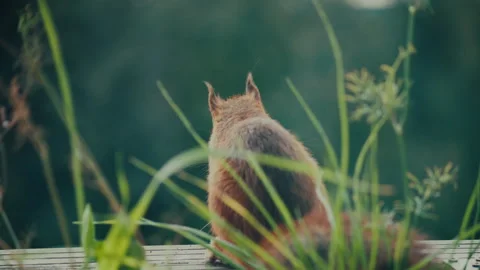 SQUIRREL CLOSE UP FROM BEHIND ON APARTMENT BALCONY SUMMERTIME 4K 50FPS Stock Footage 262988334