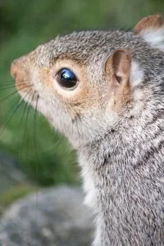 Squirrel Close Up With Bench In Eye Reflection Stock Photos