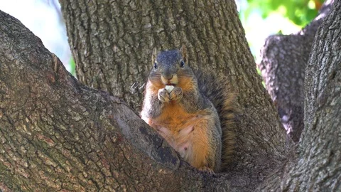 Squirrel close up eating in forest, nature 4k Stock-Footage 107657461