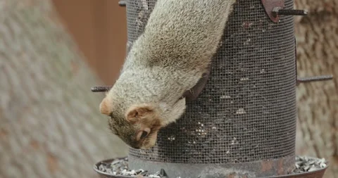 Squirrel close up eating seeds on feeder Stock-Footage 295718020