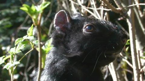 Squirrel,  close up Video stock 733589