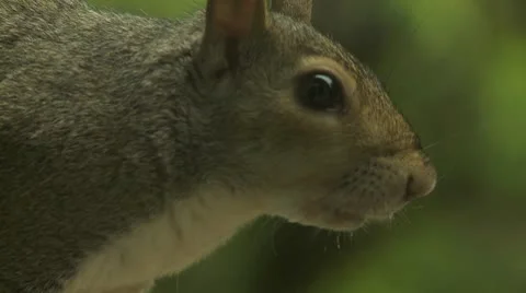 Squirrel Close Up Stock Footage 8929382