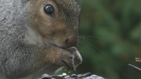 Squirrel Up Close Stock Footage 69057567