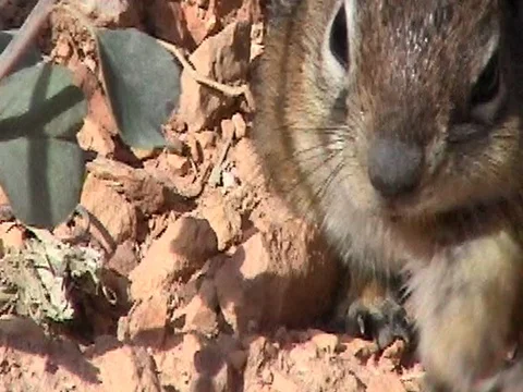 Squirrel, close up Stock Footage 83434978