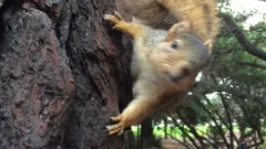 Funny animated squirrel running, walking... | Stock Video | Pond5