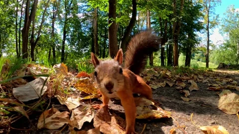 Squirrel close up Stock Footage 159053858