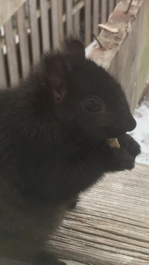 Squirrel Close up Stock Footage 168017004