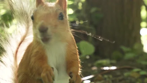 Squirrel, close-up, gnaws seeds Video stock 202302083