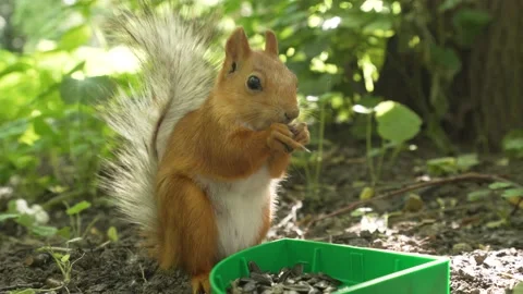 Squirrel, close-up, gnaws seeds Video stock 202303529