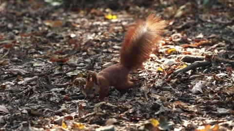 Squirrel Close-Up Holding Hazelnut in Mouth Stock Footage 346553518