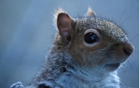 Squirrel Close Up Looking Right Stock Photos