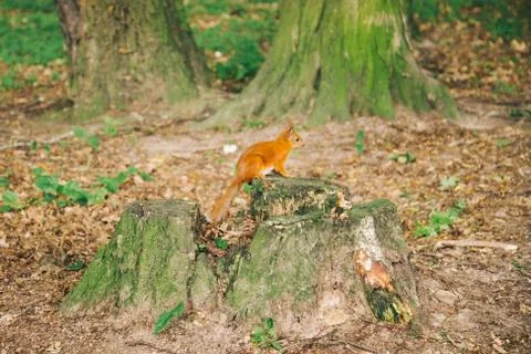 Squirrel close up in a park Stock Photos