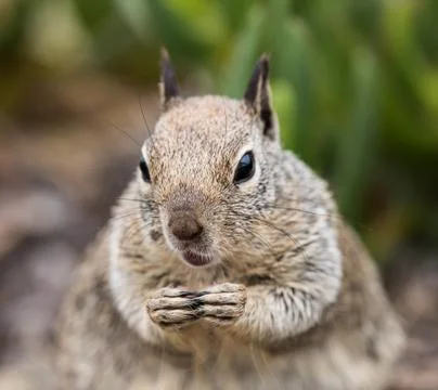 Squirrel Close Up Stock Photos