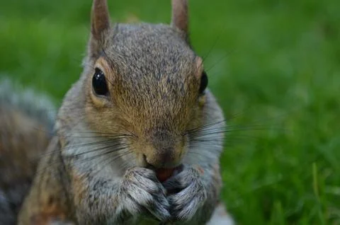 Squirrel Close-Up Stock Photos