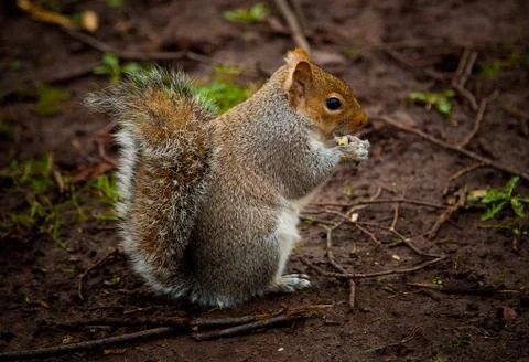 Squirrel close up Stock Photos