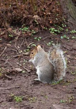 Squirrel close up Stock Photos