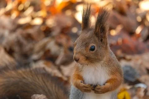 Squirrel close up Stock Photos