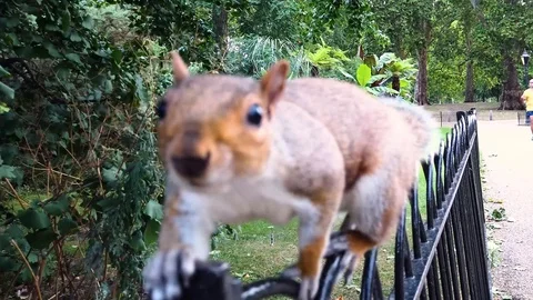 Squirrel Close Up Run On The Fence Park In London.4k Stock Footage