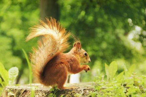 Squirrel close up. Sciurus. Rodent. Beautiful red squirrel in the park Stock Photos