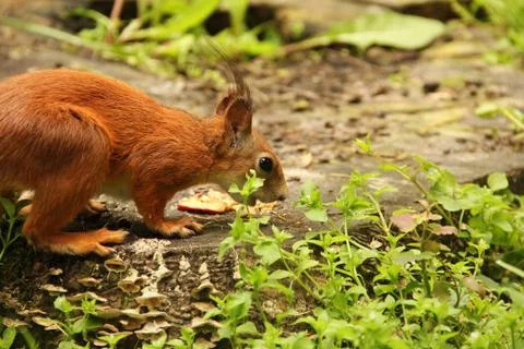 Squirrel close up. Sciurus. Rodent. Beautiful red squirrel in the park 스톡 사진