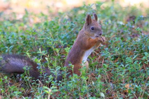 Squirrel close up in Siberia Fotos de archivo