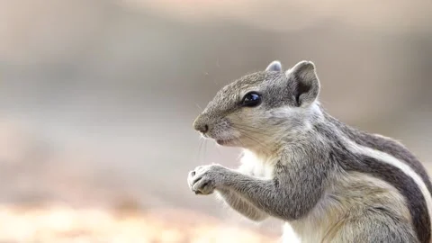 Squirrel closeup 01 Stock Footage 258025312