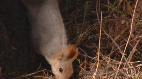 Squirrel closeup Stock Footage 284618