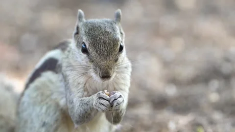Squirrel closeup Video stock 258025308
