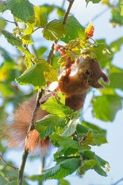 Squirrel collecting hazelnuts in a tree Stock Photos