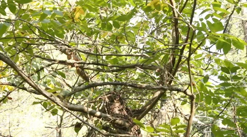 The squirrel collects nuts. Video stock 56945033