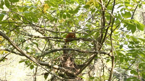 The squirrel collects nuts. Video stock 56945760