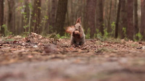Squirrel collects walnuts in the forest Stock Footage 193048835