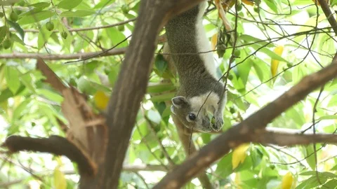 Squirrel colour gray hanging down from the tree to eat on the branch. Stock-Footage 92334524