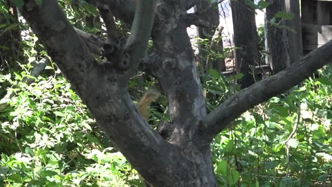Squirrel Come Down From a Tree Stock Footage 138673786