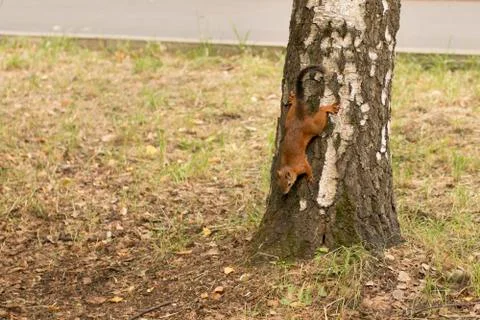 Squirrel comes down from a birch in search of food. Stock Photos