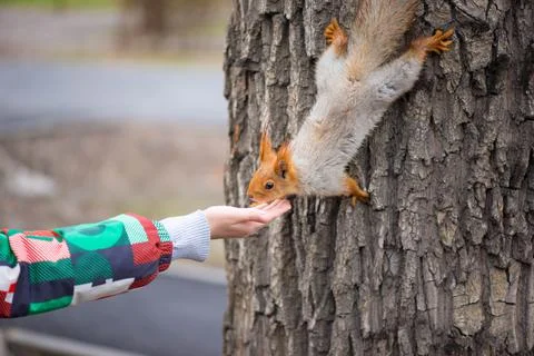 The squirrel comes down from the tree and eats from the hands Stock Photos