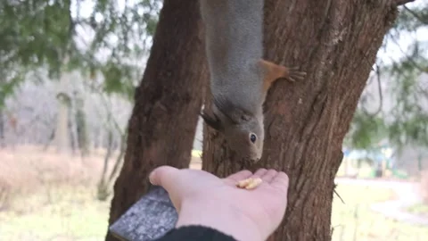 A squirrel comes up to a man's hand, sniffs nuts Stock Footage 260563087