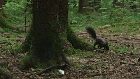 Squirrel coming forward from a tree with its tail raised in attention Stock Footage 322216663