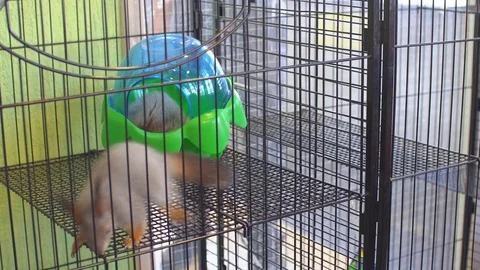 Squirrel in The Contact  Stock Footage 74258055