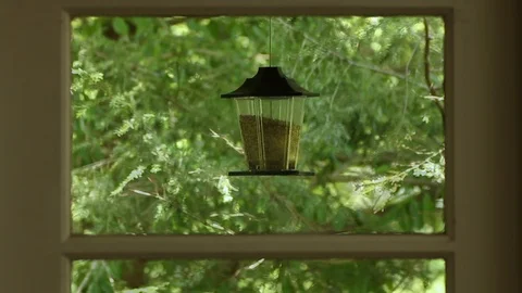 A squirrel contemplates how to attack a bird feeder Video stock 89808743