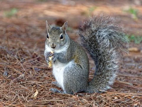 Squirrel Contemplating Peanut in Paws Foto stock