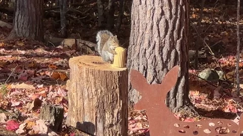 Squirrel &amp; Corncob Stock Footage 220019426