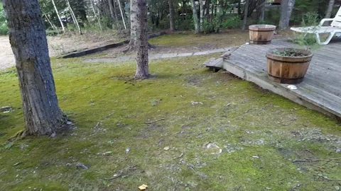 Squirrel at Cottage Stock Footage 213441050