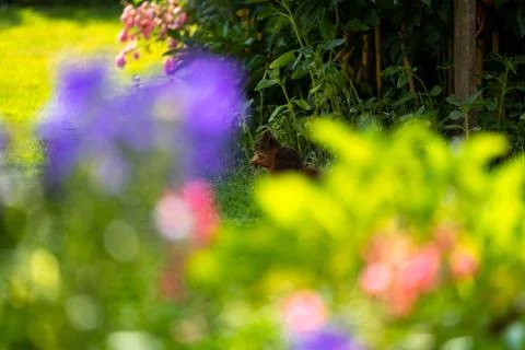Squirrel cracking a nut Stock Photos
