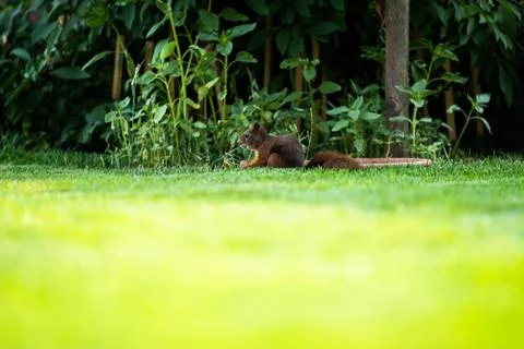 Squirrel cracking a nut Stock Photos